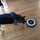 Illustration for article titled Meet George the Roomba, the newest addition to the house